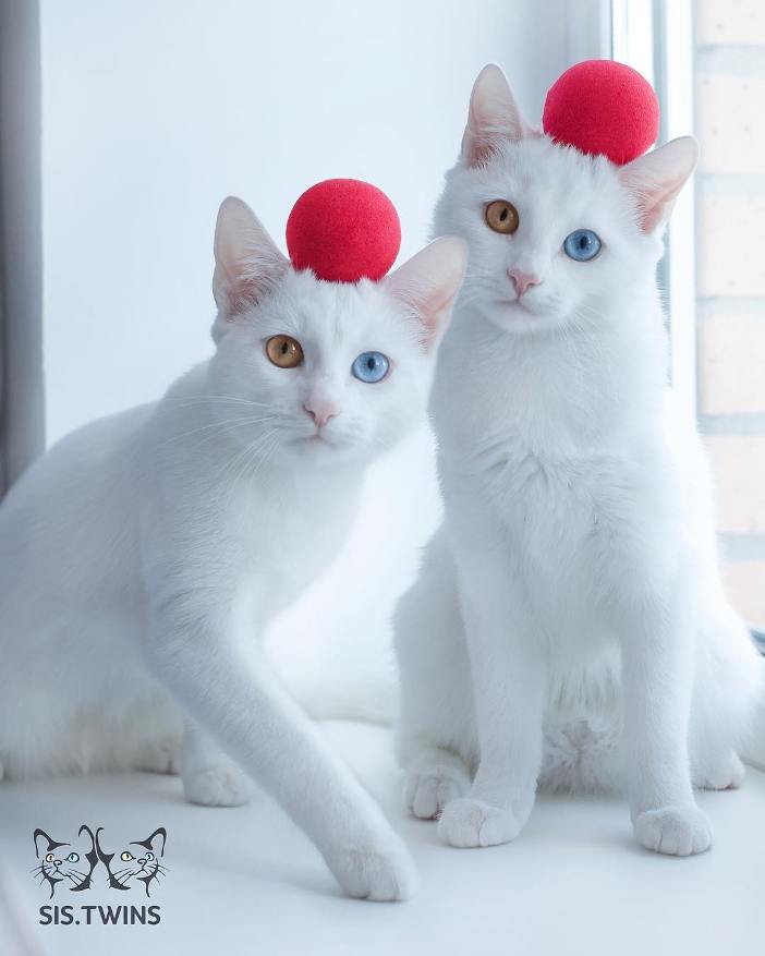 Як виглядають найкрасивіші різноокі коти-близнюки - фото 1