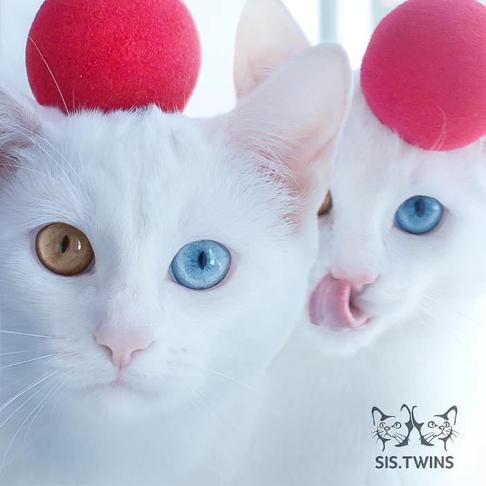 Як виглядають найкрасивіші різноокі коти-близнюки - фото 4