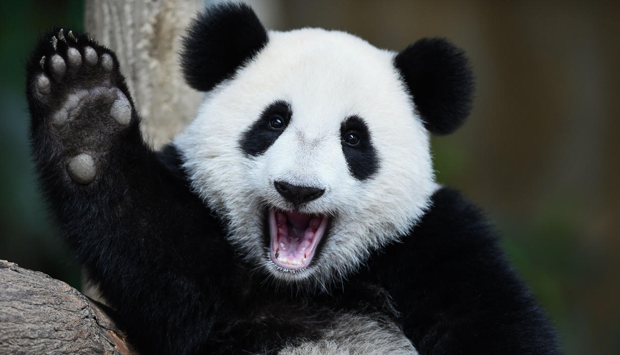 Китайська панда напала на працівника заповідника та зламала йому обидві руки - фото 1