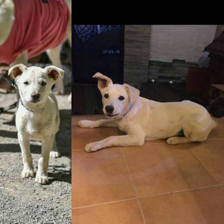 Закарпатські активісти показали, як виглядають собаки у притулку і вдома - фото 3