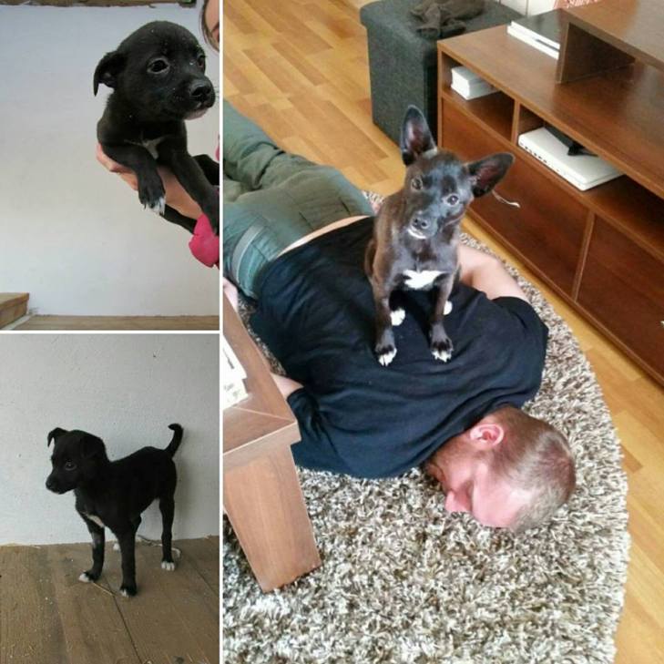Закарпатські активісти показали, як виглядають собаки у притулку і вдома - фото 2