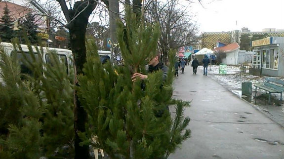 Ялинки у Києві: Де шукати дешеві зелені дерева - фото 6