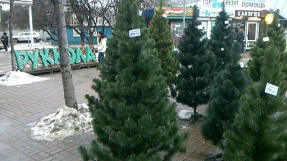 Ялинки у Києві: Де шукати дешеві зелені дерева - фото 8