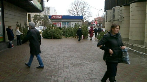 Ялинки у Києві: Де шукати дешеві зелені дерева - фото 3