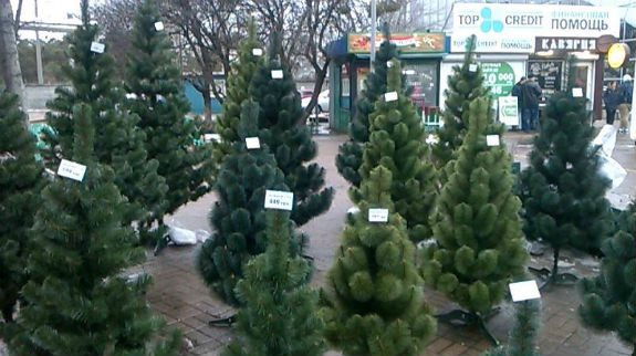 Ялинки у Києві: Де шукати дешеві зелені дерева - фото 9