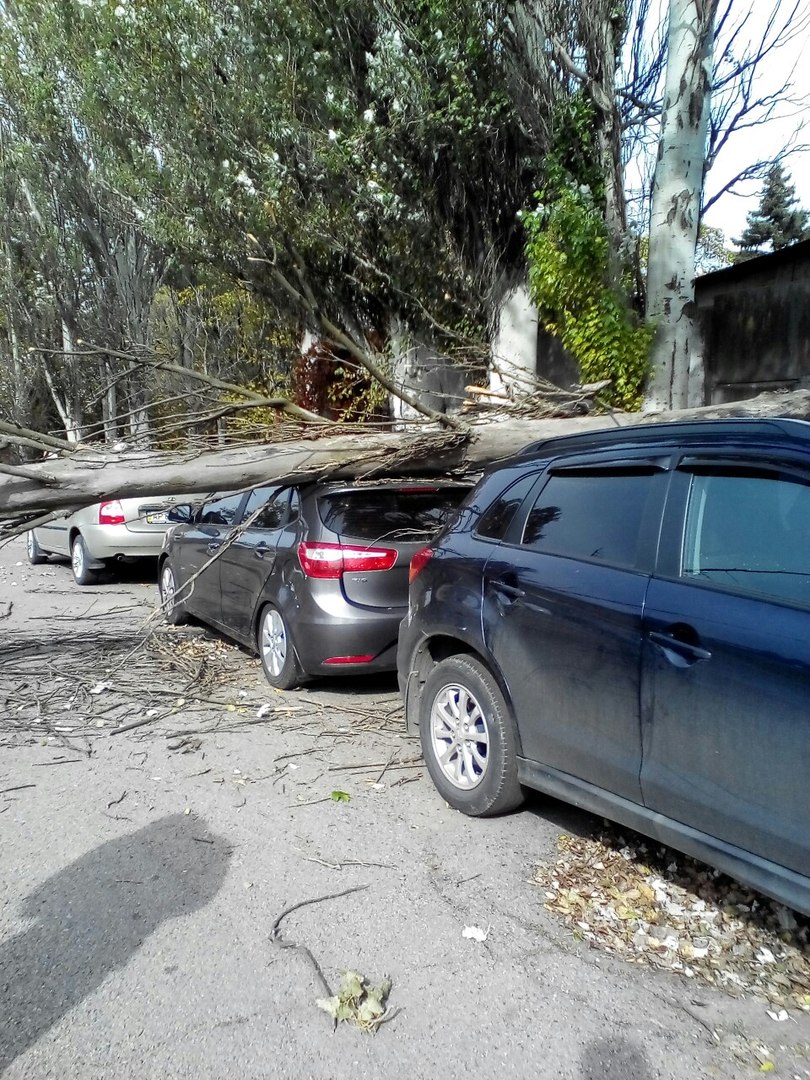 У Запоріжжі дерево впало на автівку - фото 1