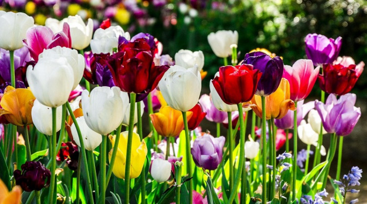 Картинки по запросу "тюльпанів: під Києвом створюють незвичайний парк""