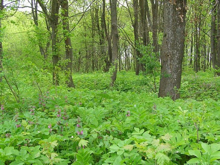 На Харківщині голова лісгоспу задекларув…