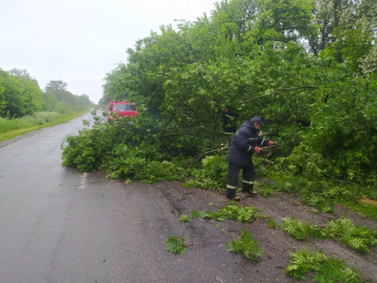 На Дніпропетровщині дерево впало на трас…