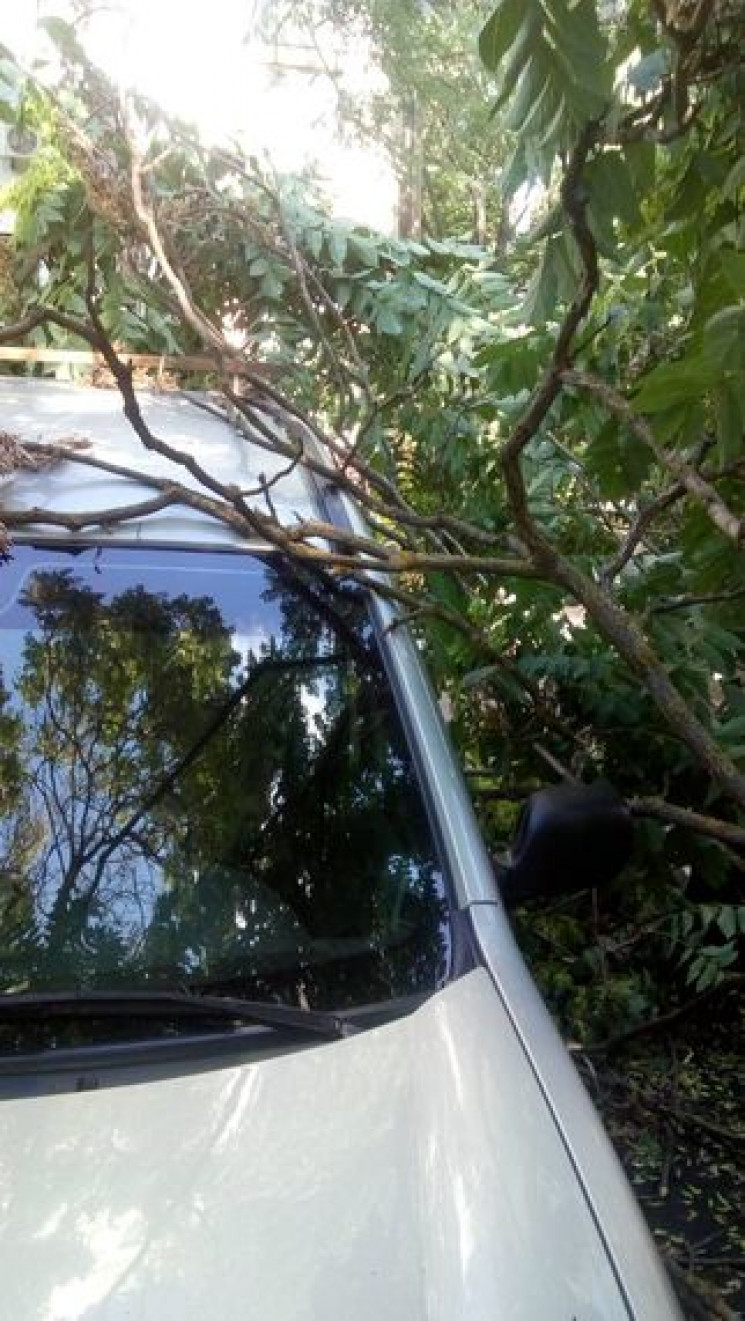 На Херсонщині дерево впало на припаркова…