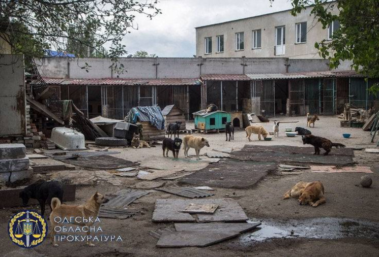 Обікрали безпритульних тварин: Чиновницю…