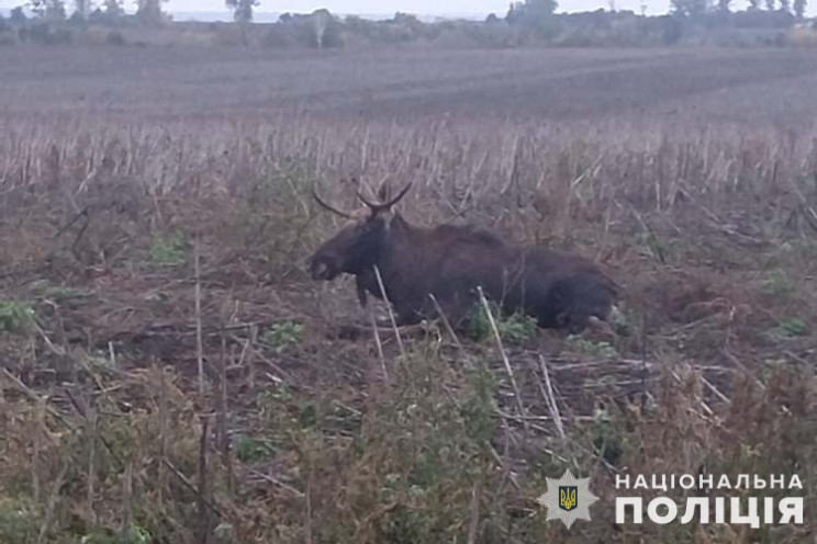 Зненацька вибіг на дорогу: На Тернопільщ…