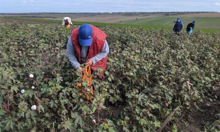 Україна збирає перший урожай бавовни…