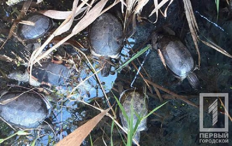 В Кривом Роге возле роддома в водоеме ма…