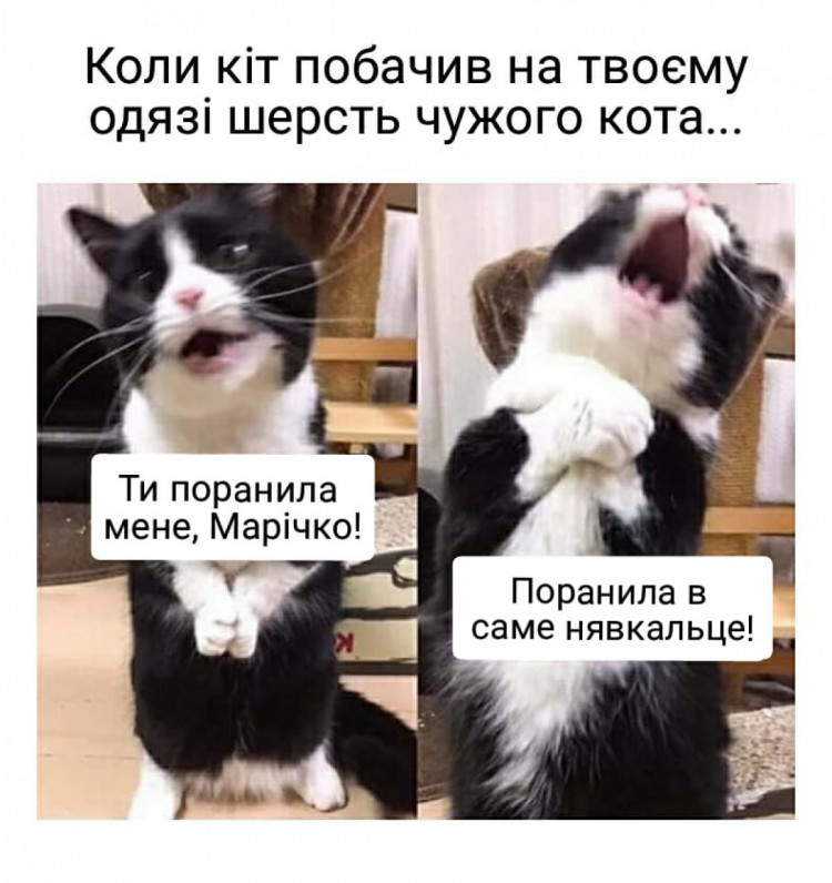 Новые мемы картинки